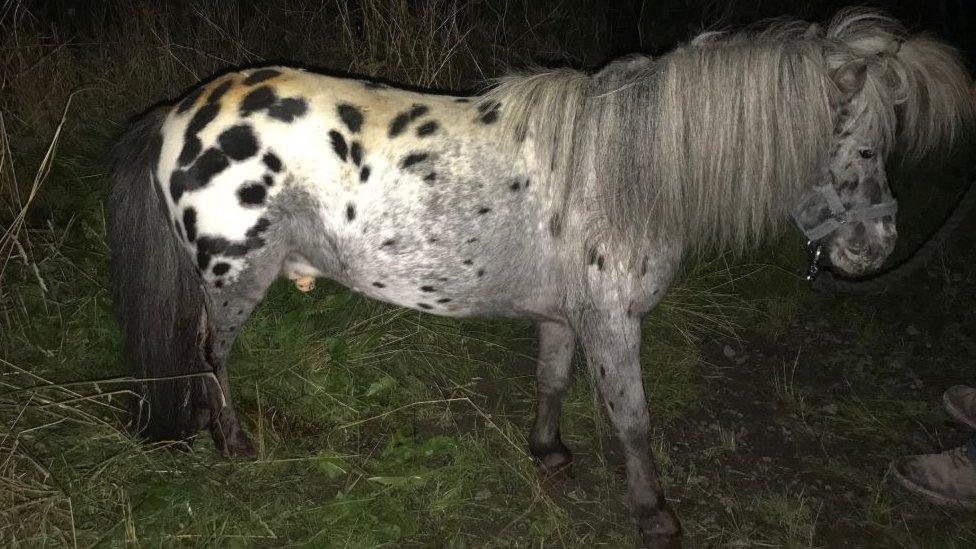 Murphy the Shetland pony