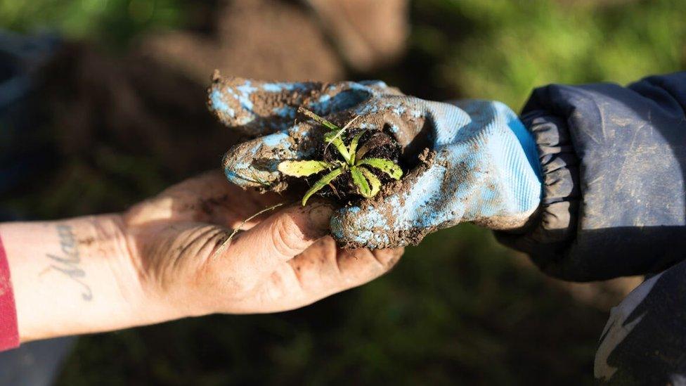 Image of someone holding a flower prior to planting it