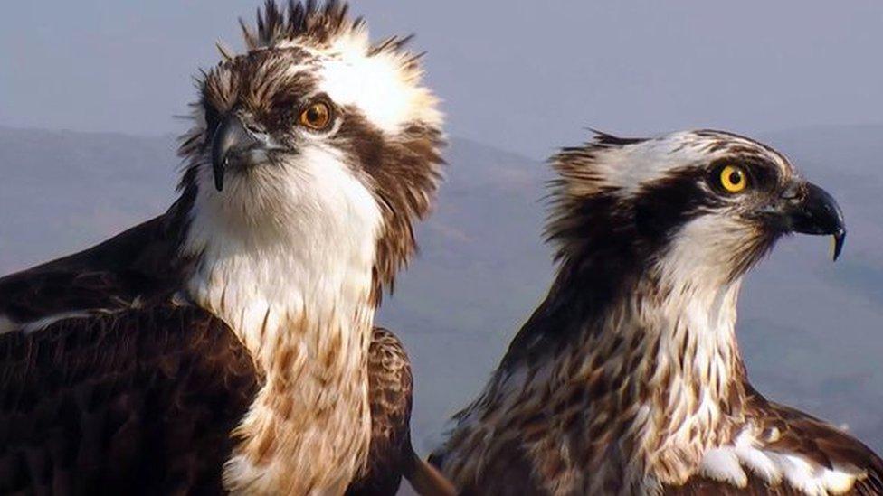 ors Dyfi ospreys