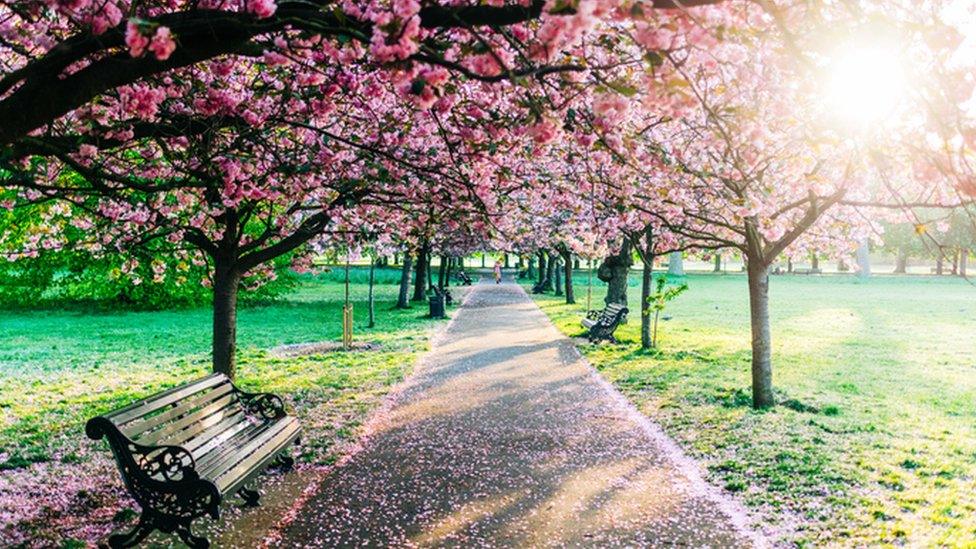 Park with cherry blossom trees above a path