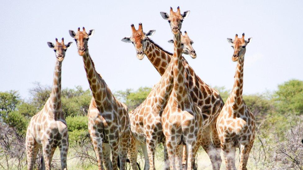 giraffes.