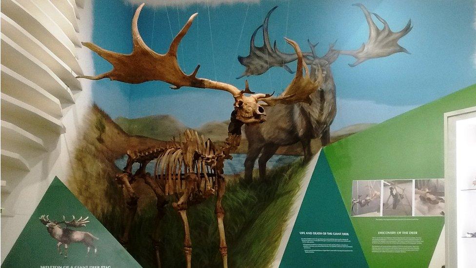 Giant Deer on display at the Manx Museum