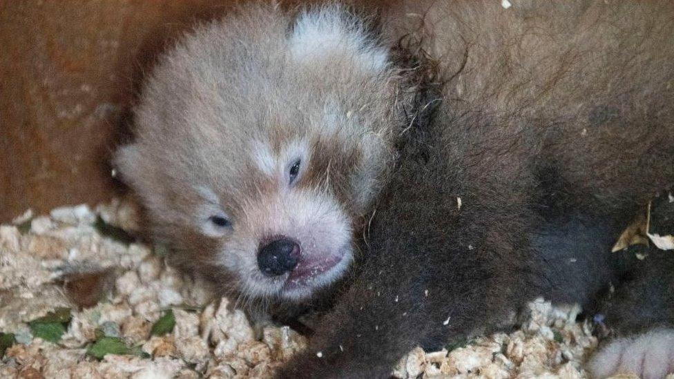 Red panda cub at Paradise Park