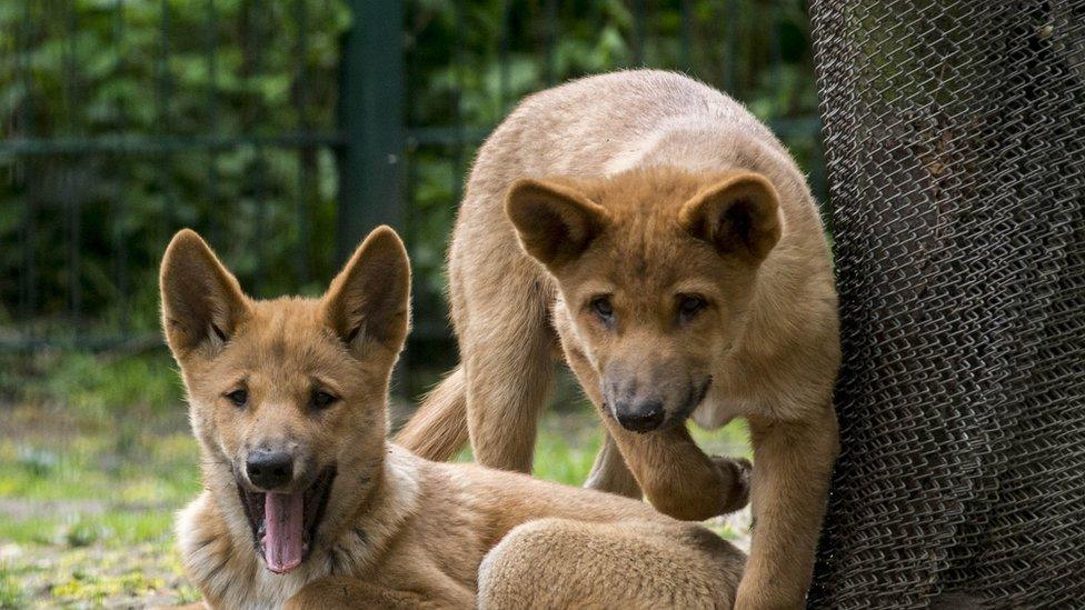 two-dingoes-together