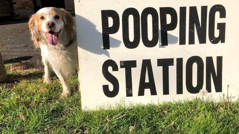 Dog at polling station