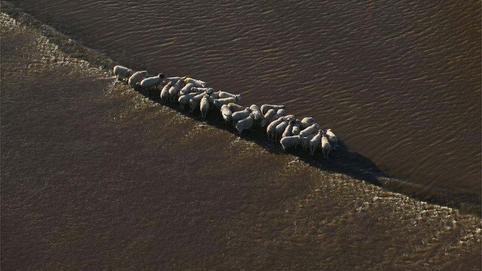 A herd of sheep stand stranded in floodwater in Cawood, North Yorkshire, after the River Wharfe burst its banks in December 2015