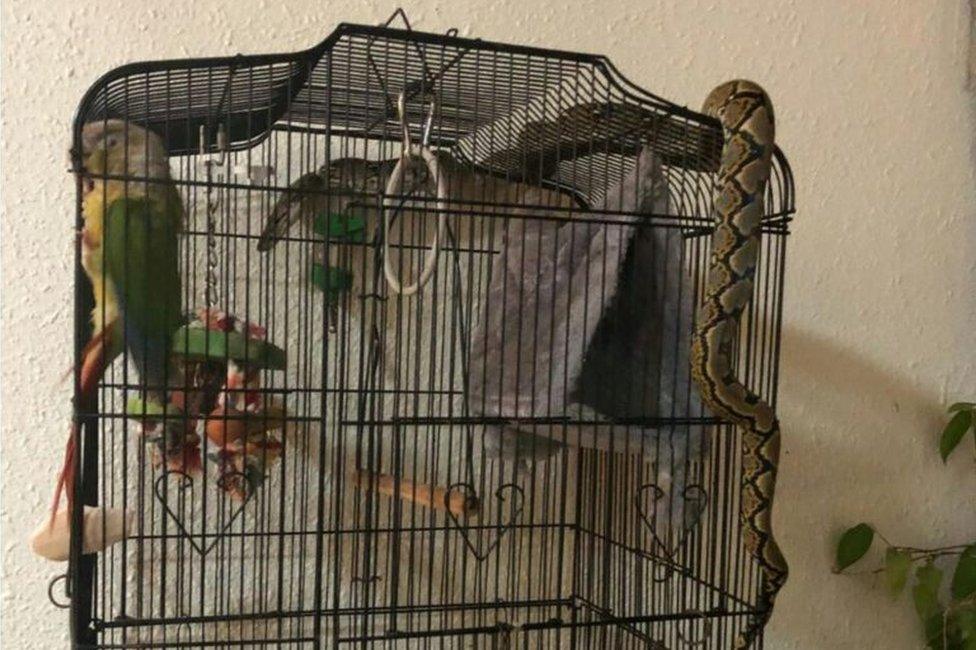 Picture of python wrapped around a bird cage in Singapore