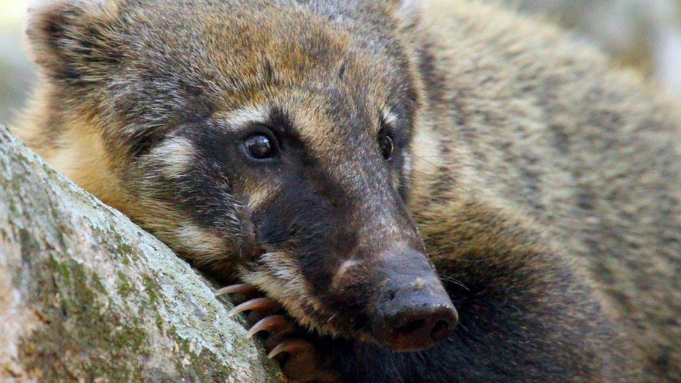 a coati