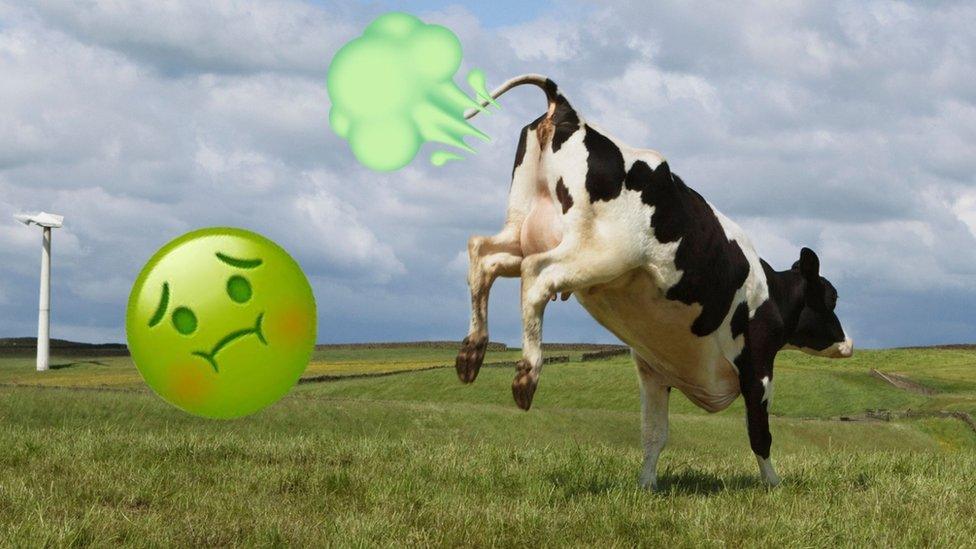 Cow farting with disgusted emoji.