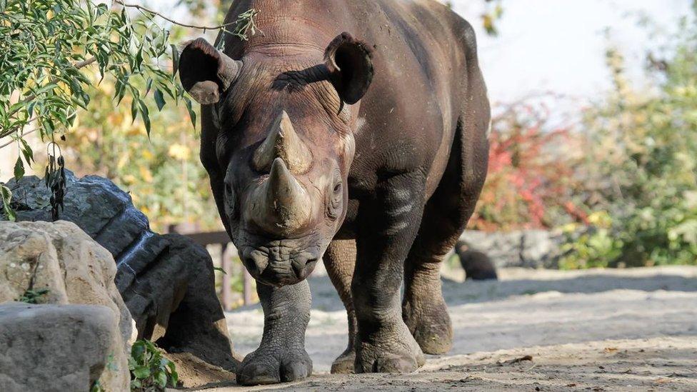 Black rhino (c) Chester Zoo