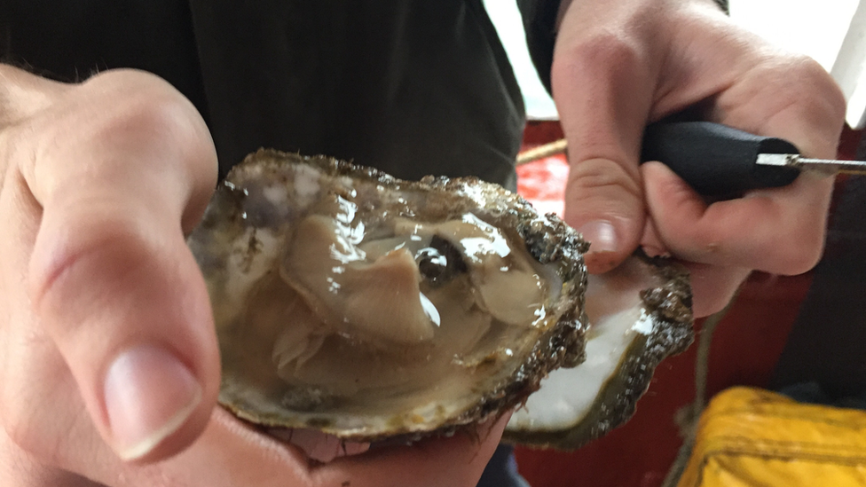 Native oyster