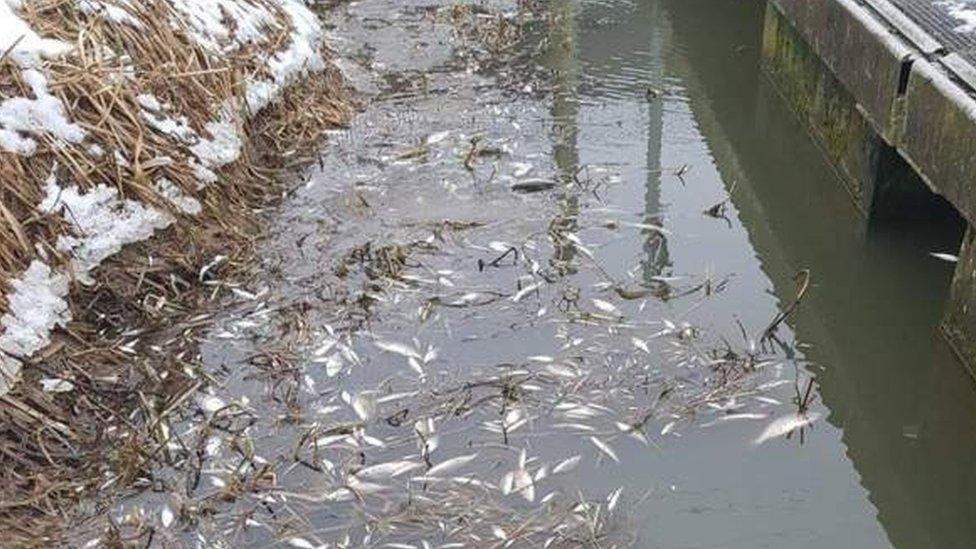 Dead fish in river Witham