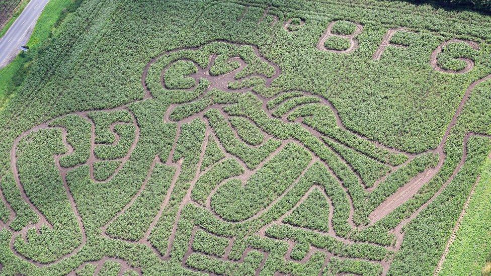 BFG maize maze