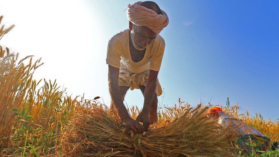 Famer in wheat field