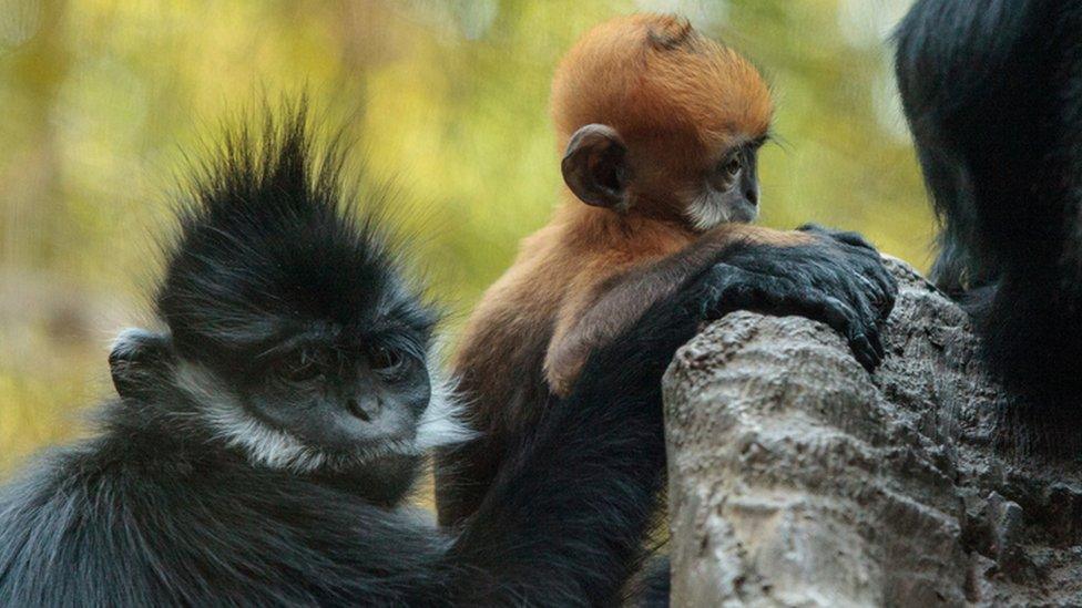 Francois langur