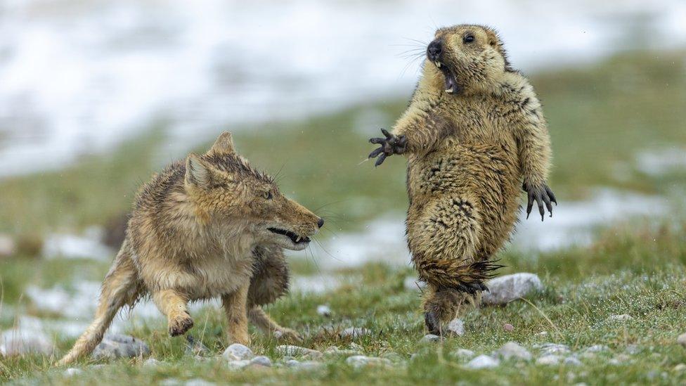 standoff-tibetan-fox-marmot.