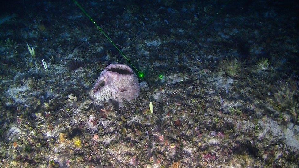 Image shows coral reef discovered in the Amazon