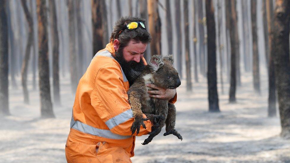 Adelaide wildlife rescuer Simon Adamczyk holds a koala he rescued at a burning forest near Cape Borda on Kangaroo Island, Australia