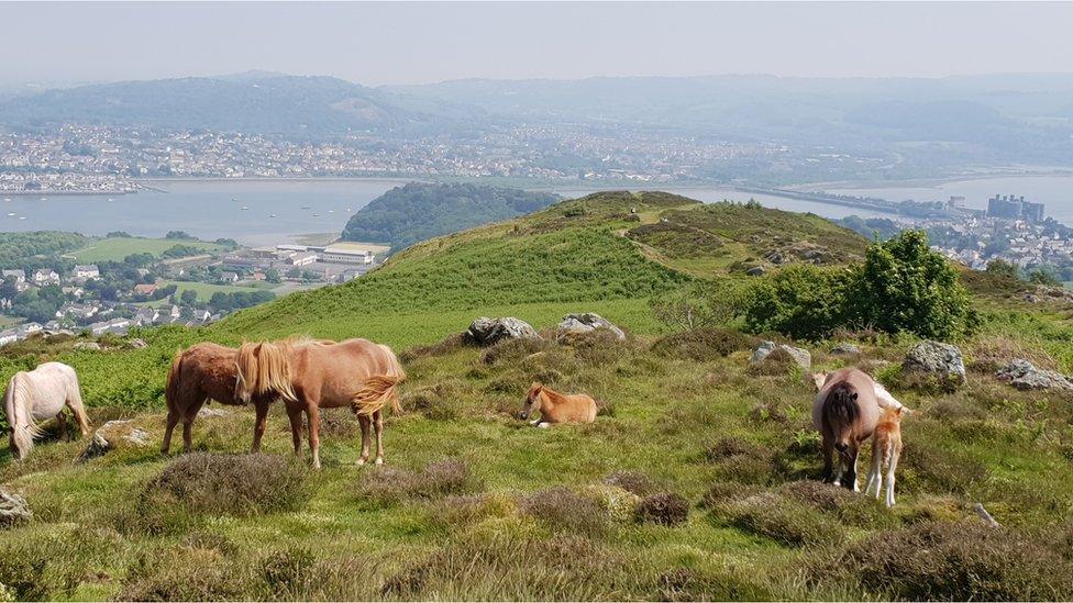 Ponies and foals on Conwy Mountain