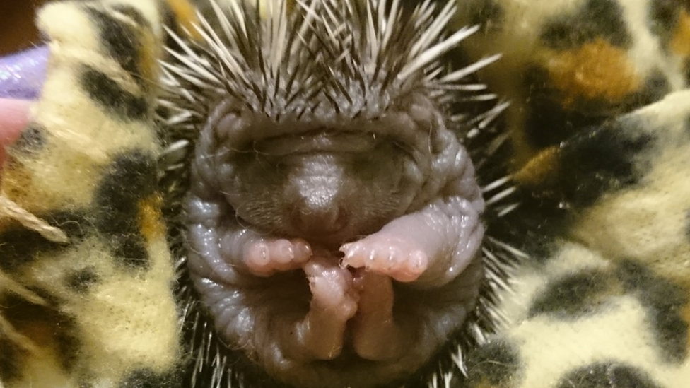 A baby hedghog