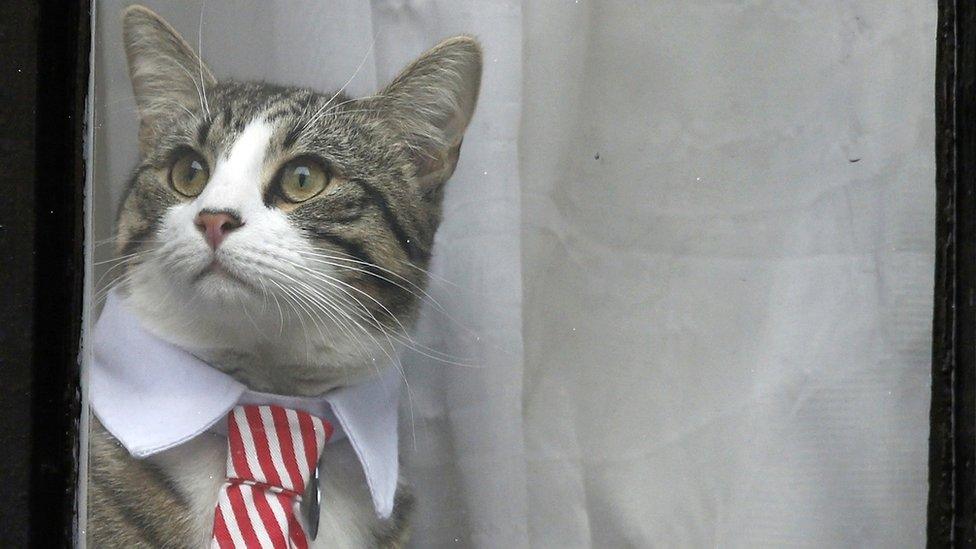 Julian Assange's cat sits at the window of Ecuador's embassy in London, 14 November 2016