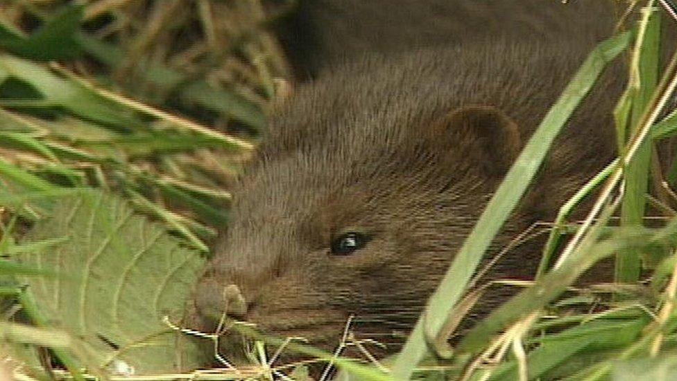 A mink