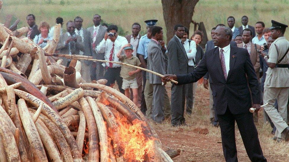 Kenya's President Moi setting fire to ivory in 1989