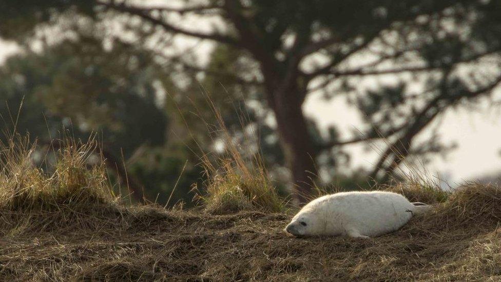 Seal pup