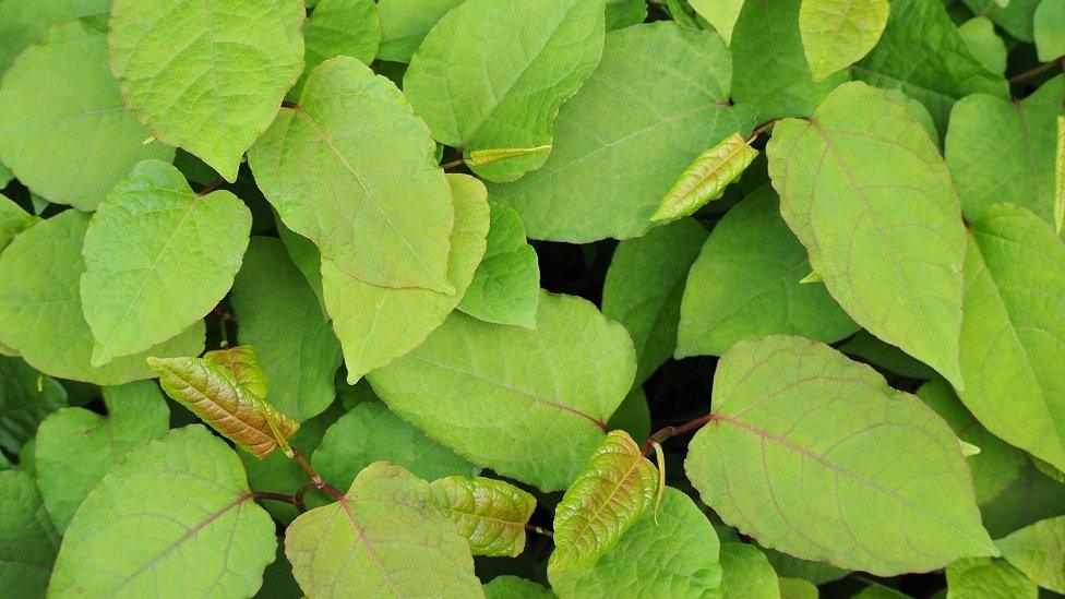 Japanese Knotweed