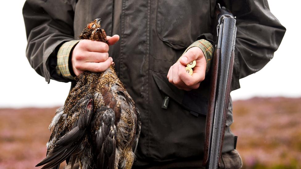 Grouse shooting in Dunkeld in Scotland