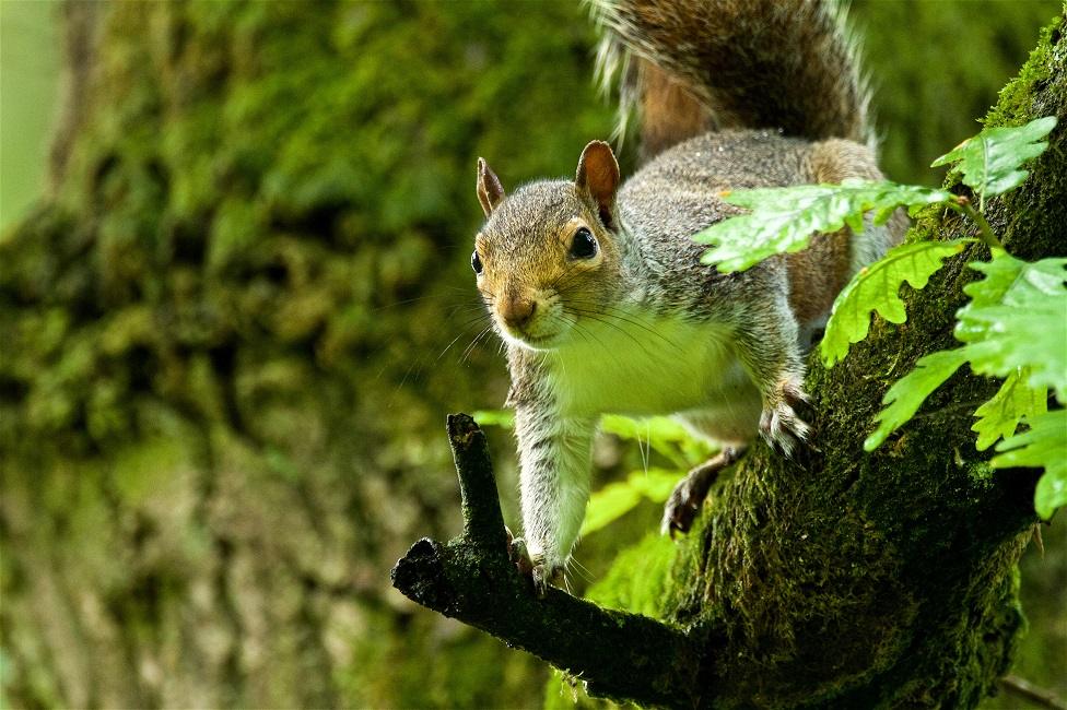 Grey squirrels