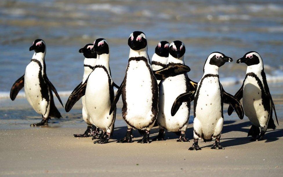 South African penguins on a beach near Cape Town, South Africa.