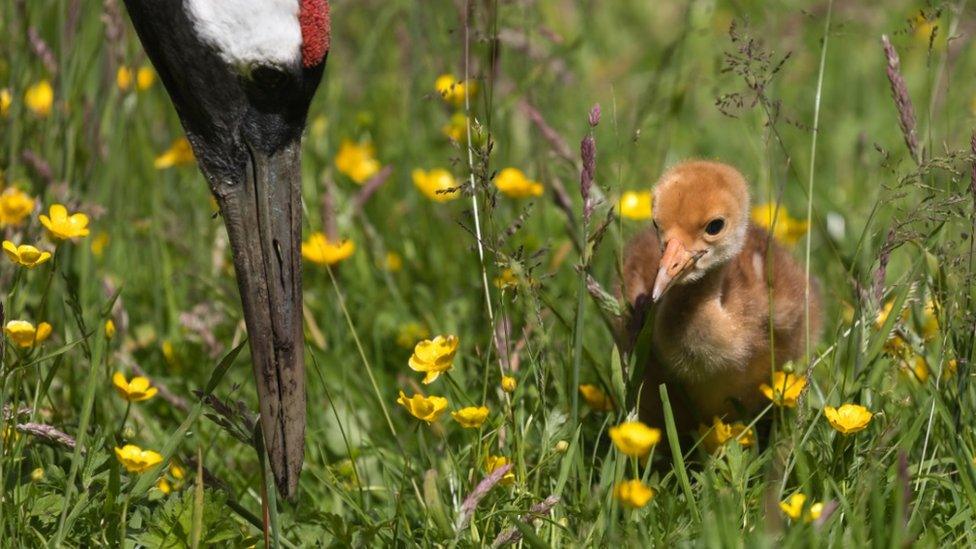 Red-crowned crane chick