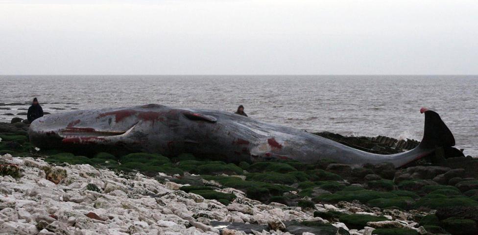 Whale, Hunstanton