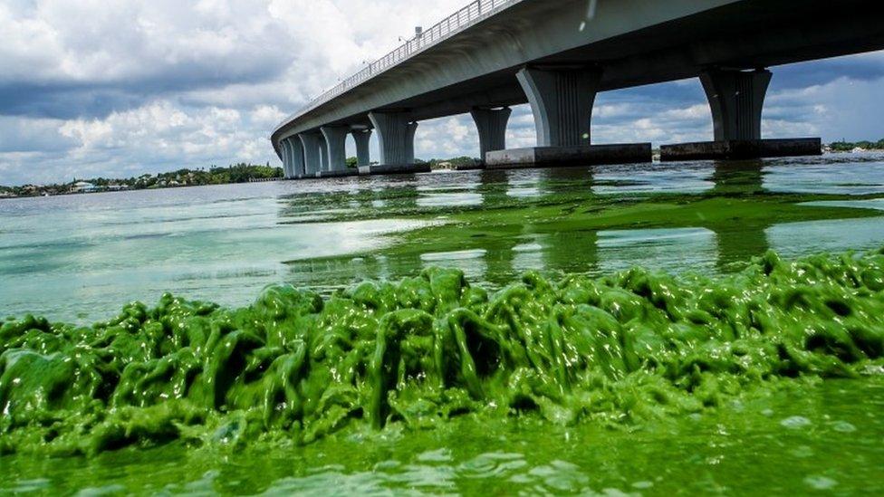 Algae blooms along the Sewell"s Point shore on the St. Lucie River under an Ocean Boulevard bridge.