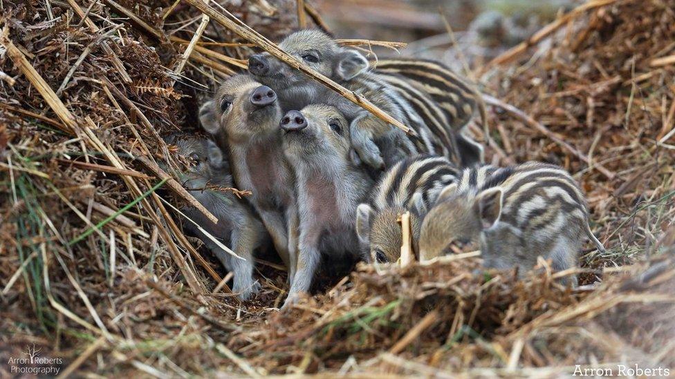 Wild boar piglets