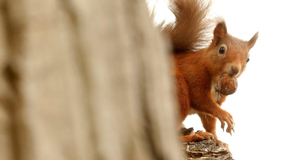 Red squirrel