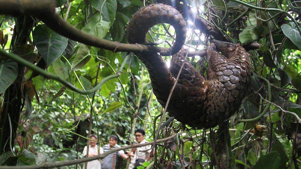 A pangolin hanging from a branch in a forest.