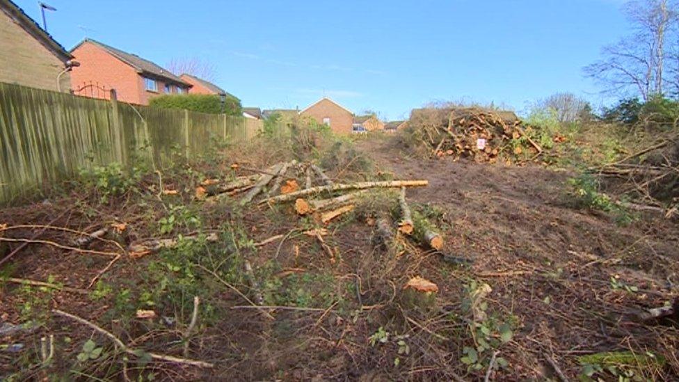 The cleared woodland at Burleys Wood