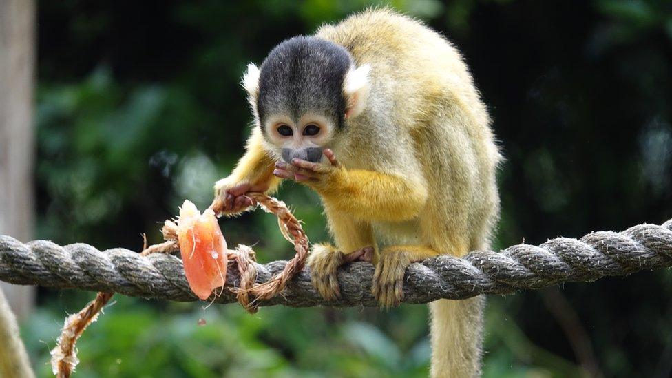 squirrel-monkey.