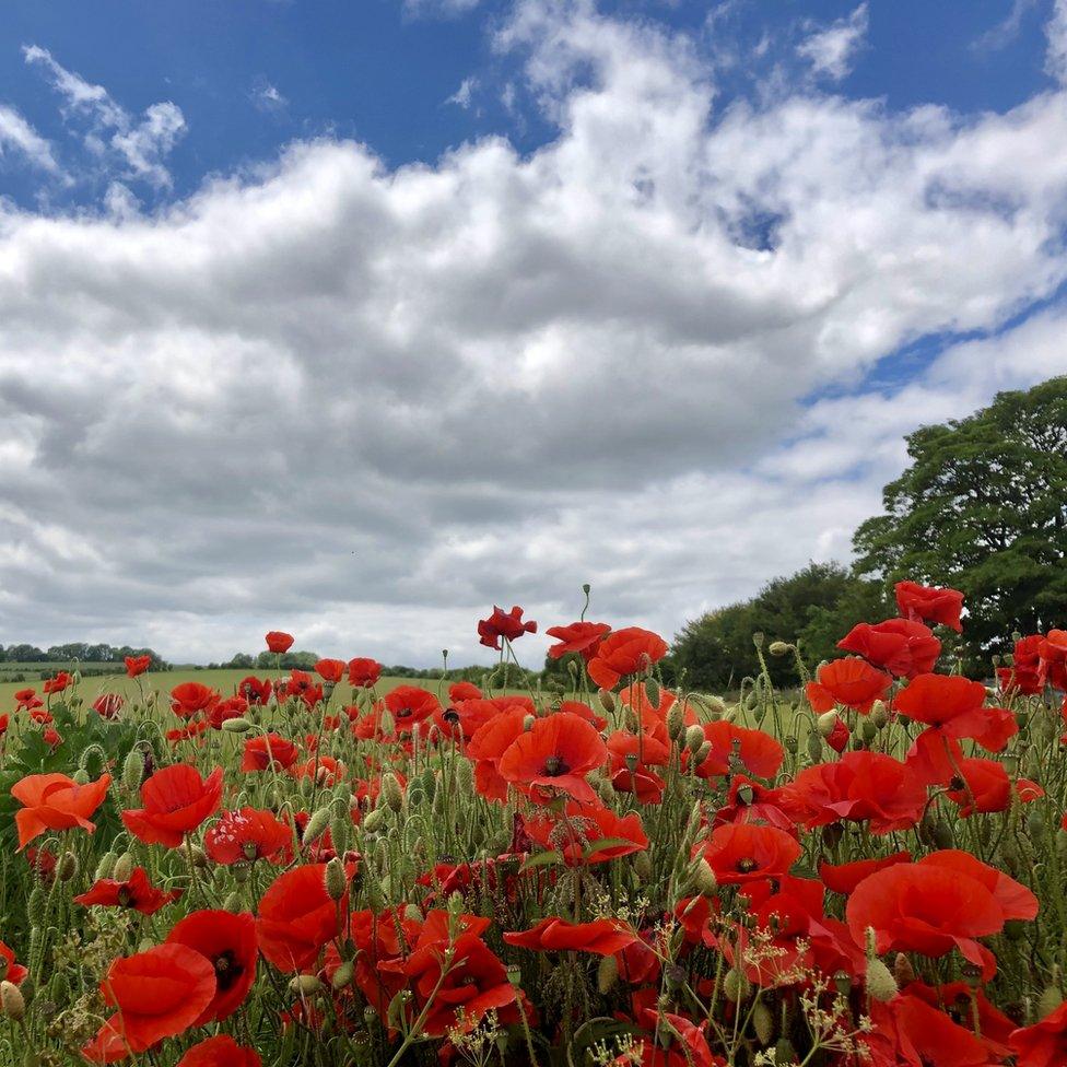 Poppies in full bloom at Cliddesden in Hampshire