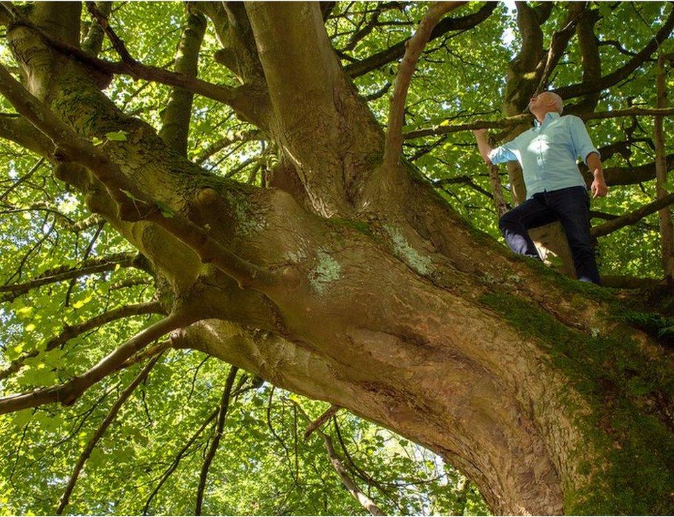 The Climate Change Tree