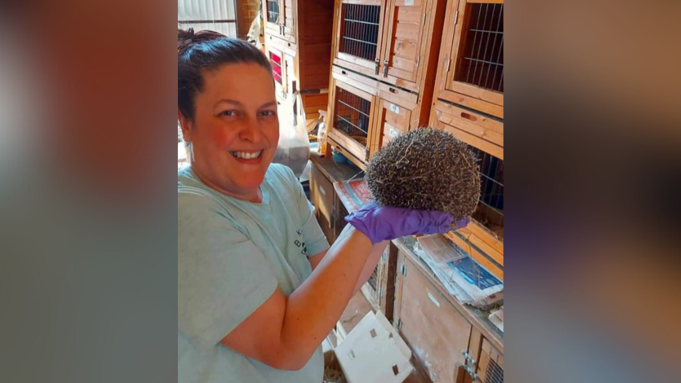 Suzanne Tibbetts is smiling at the camera with her hands outstretched holding a spherical shape covered in spikes, a hedgehog, The mammals hands, feet and face are all tucked away so only its prickly back can be seen. Mrs Tibbetts is holding the hedgehog while wearing pink gloves and a short-sleeve blue t-shirt. She had dark hair which has been tied up into a bun at the top of her head. Behind her six wooden huts can been see where rescued hedgehogs are kept. 