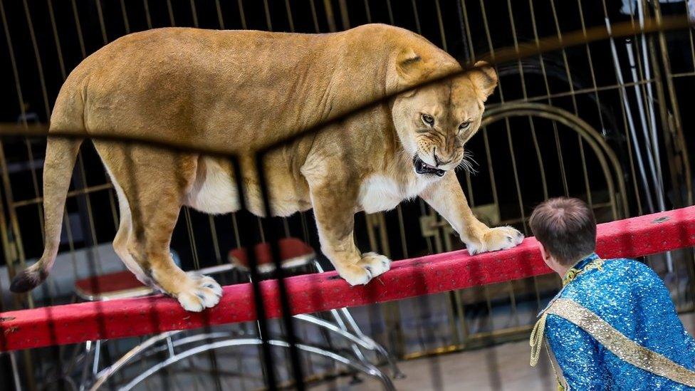 Animal handler Vitaly Smolyanetsk performs with the State Circus of Vladivostok on 16 December.