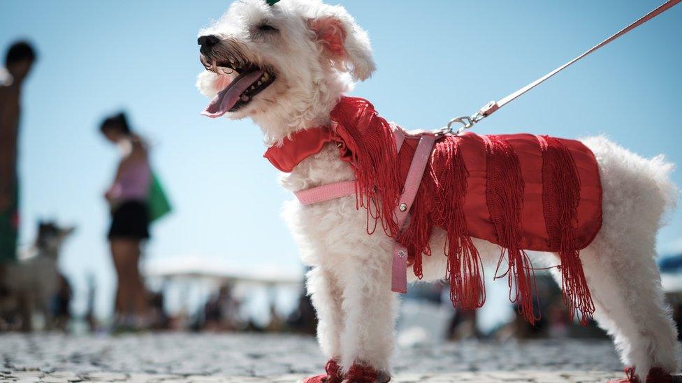 Dog dressed in costume