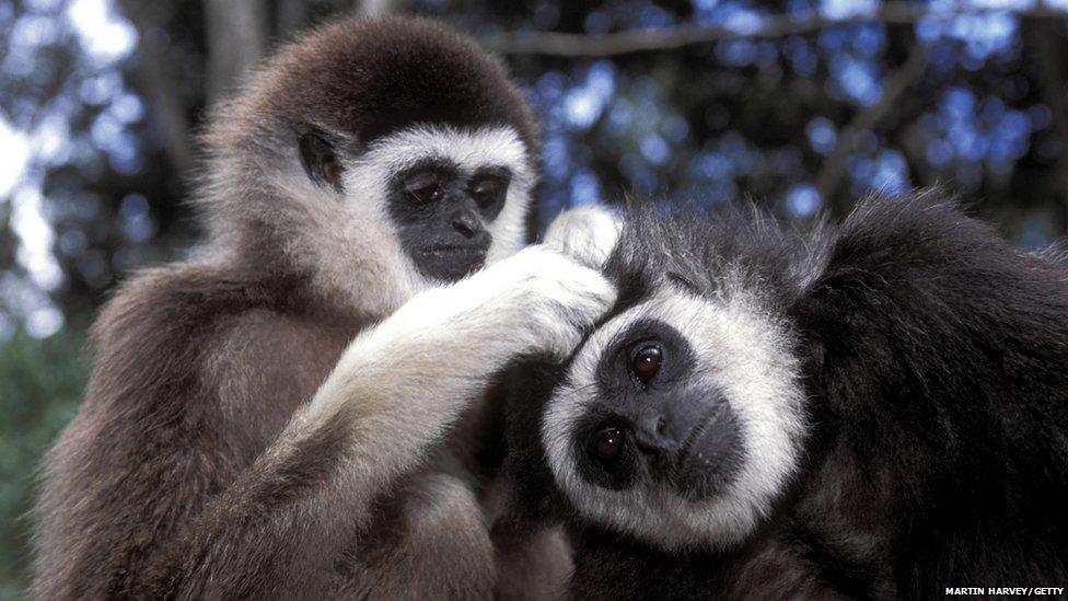 Gibbons grooming