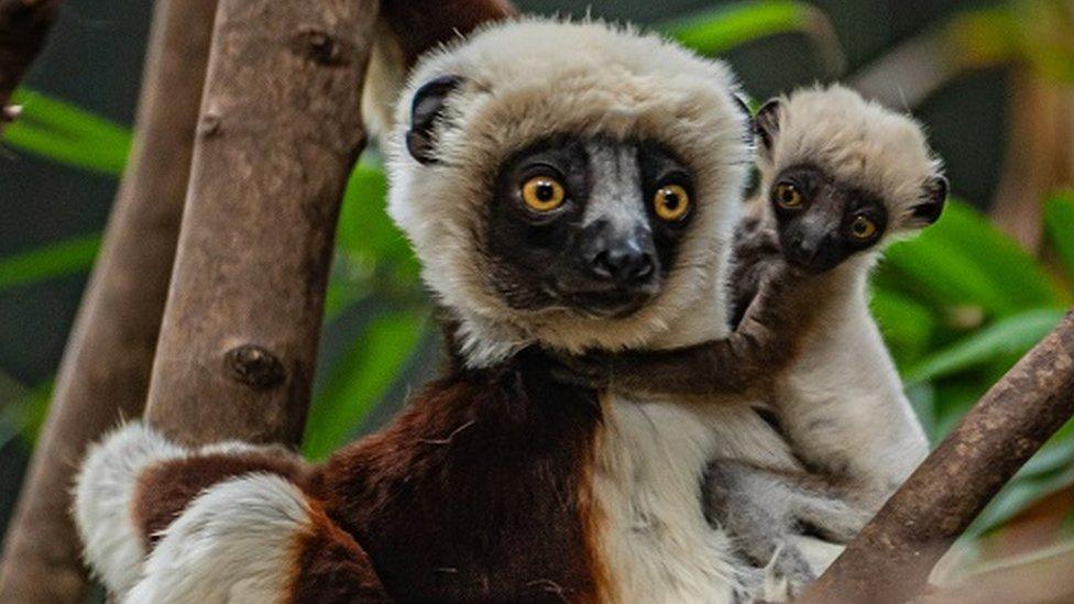 Baby Coquerel's sifaka with its mother