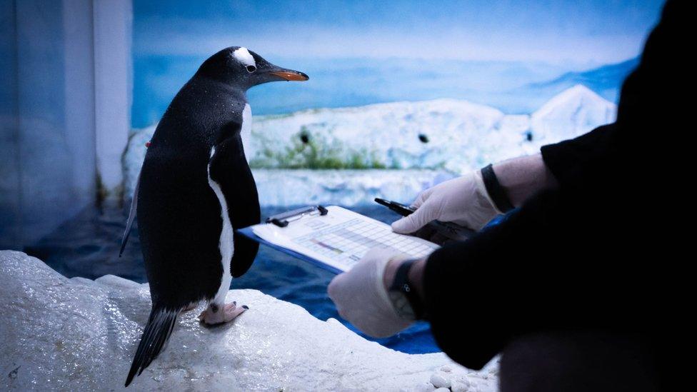 A penguin stands behind a person holding a clip board