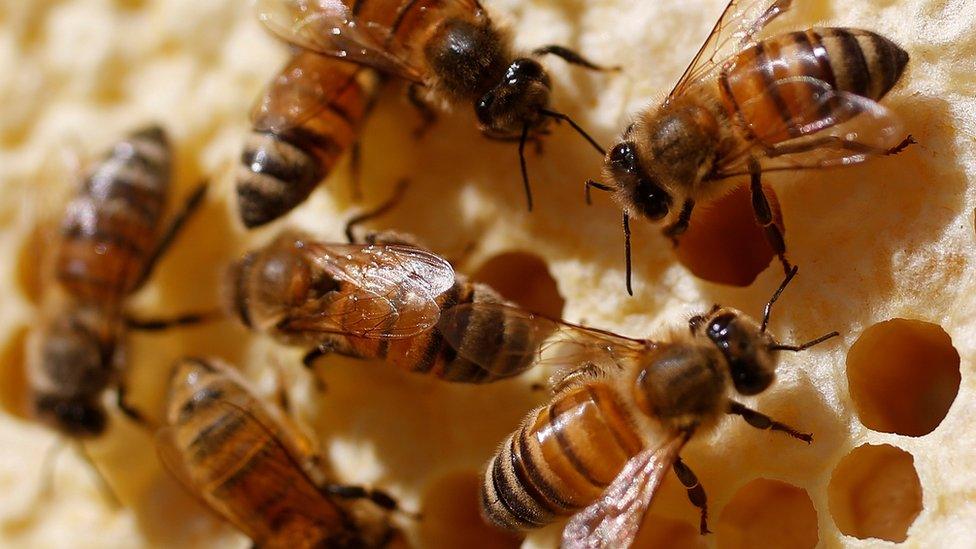 honey bees.