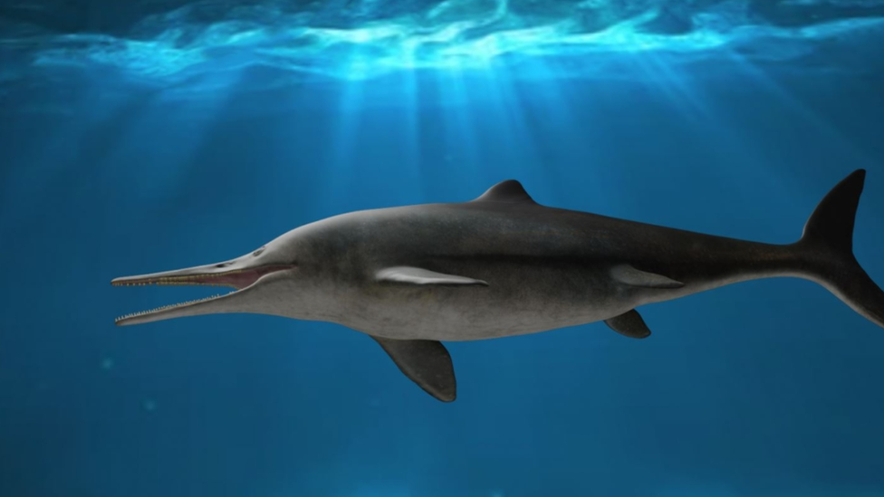 Ichthyosaur